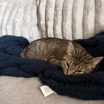 Beef -  Domestic Short Hair Cat for Adoption in Everettville, West Virginia - Beef | PetCurious
