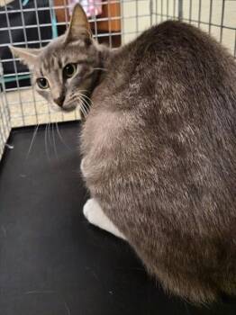 BRIT -  Domestic Short Hair Cat for Adoption in Fort Myers, Florida - BRIT | PetCurious