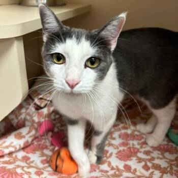 Domestic Short Hair Cats Available for Adoption in South Elgin, Illinois - Truett | PetCurious