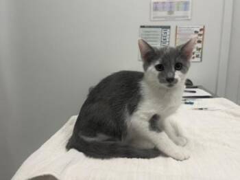 Marvelous Misadventures Of Flap Jack -  Domestic Short Hair Cat for Adoption in Kansas City, Missouri - Marvelous Misadventures Of Flap Jack | PetCurious