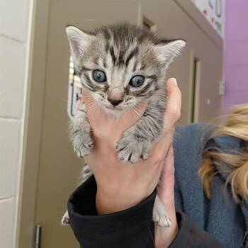 Domestic Short Hair Cats Available for Adoption - SUSHI | PetCurious