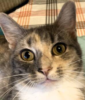 Rescue Domestic Short Hair and Calico Cats for Adoption in Paris, Kentucky - Ellie | PetCurious