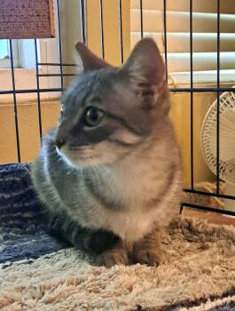 Rescue Tabby Cats for Adoption in Jurupa Valley, California - Carly | PetCurious