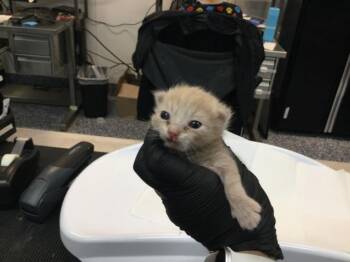 A1920560 -  Domestic Short Hair Cat for Adoption in Thousand Palms, California - A1920560 | PetCurious