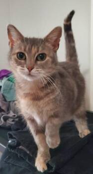 Icee -  Domestic Short Hair Cat for Adoption in Gorham, Maine - Icee | PetCurious