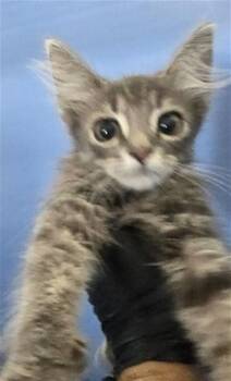 NIKO -  Domestic Long Hair Cat for Adoption in San Bernardino, California - NIKO | PetCurious