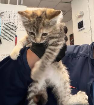 Suzanne -  Domestic Short Hair Cat for Adoption in Nashville, Tennessee - Suzanne | PetCurious