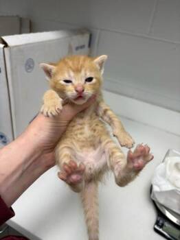 Spud -  Domestic Short Hair Cat for Adoption in Kansas City, Missouri - Spud | PetCurious