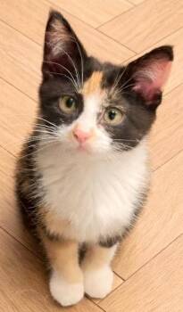 Domestic Short Hair Cats Available for Adoption - Smidge | PetCurious