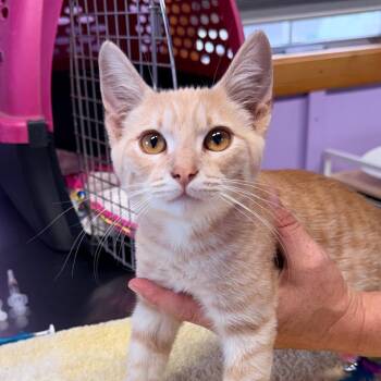 Simon -  Domestic Short Hair Cat for Adoption in Redwood Valley, California - Simon | PetCurious