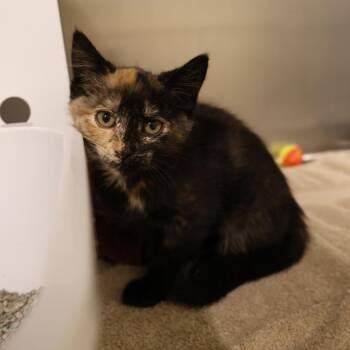 Peppers -  Domestic Short Hair Cat for Adoption in Briarcliff Manor, New York - Peppers | PetCurious
