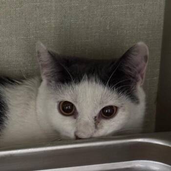Moki (Mochi) -  Domestic Short Hair Cat for Adoption in Lakewood, Colorado - Moki (Mochi) | PetCurious