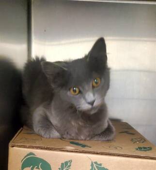 HICCUP -  Domestic Short Hair Cat for Adoption in St. Louis, Missouri - HICCUP | PetCurious