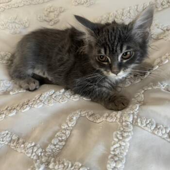 Ashlyn -  Domestic Medium Hair Cat for Adoption in Pleasanton, California - Ashlyn | PetCurious