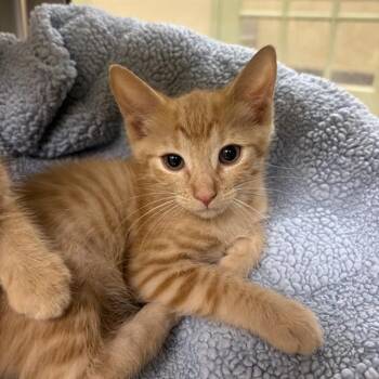 HANNAH -  Domestic Short Hair Cat for Adoption in Fort Myers, Florida - HANNAH | PetCurious