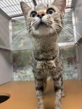 Trixie -  Domestic Short Hair Cat for Adoption in Paducah, Kentucky - Trixie | PetCurious