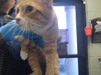 CHEETO -  Domestic Short Hair Cat for Adoption in Tulsa, Oklahoma - CHEETO | PetCurious