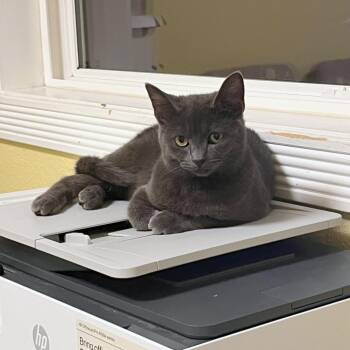 Domestic Short Hair Cats Available for Adoption in Woodinville, Washington - Rimuru | PetCurious