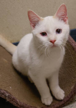 Rescue Siamese and Domestic Short Hair Cats for Adoption in Baraboo, Wisconsin - Winnie | PetCurious