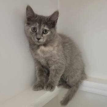 Speck -  Domestic Medium Hair Cat for Adoption in Phoenix, Arizona - Speck | PetCurious