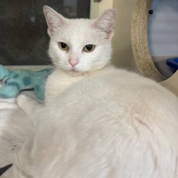 Domestic Short Hair Cats Available for Adoption - Snow White | PetCurious