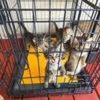 Domestic Short Hair Cats Available for Adoption in West Palm Beach, Florida - Beau | PetCurious