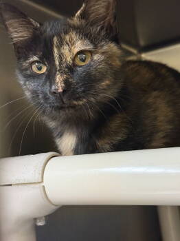 Rescue Domestic Short Hair Cats for Adoption in Lovingston, Virginia - C Aka Carmine | PetCurious