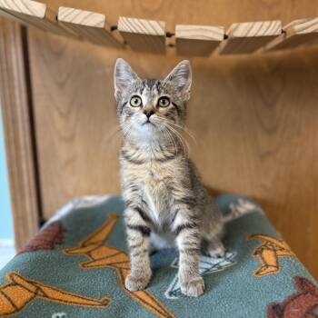 Blue Cheese--In Foster -  Domestic Short Hair Cat for Adoption in Fargo, North Dakota - Blue Cheese--In Foster | PetCurious