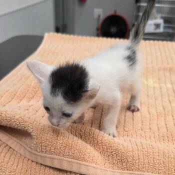 Lucas -  Domestic Short Hair Cat for Adoption in Jupiter, Florida - Lucas | PetCurious
