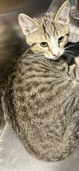 If 9 -  Domestic Short Hair Cat for Adoption in Lawrenceville, Georgia - If 9 | PetCurious
