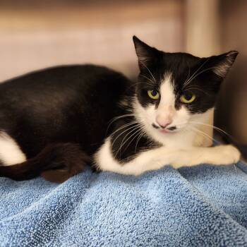 Rescue Domestic Short Hair Cats for Adoption in Fort Wayne, Indiana - Frenchie | PetCurious