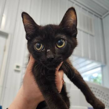 Rescue Domestic Short Hair Cats for Adoption in Corydon, Indiana - Angel | PetCurious