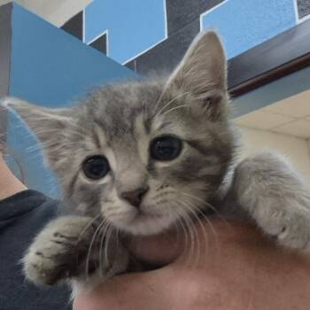 Domestic Short Hair Cats Available for Adoption in Ardmore, Oklahoma - Creamer | PetCurious