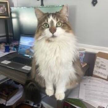 Clarissa -  Domestic Short Hair Cat for Adoption in Fairfax, Virginia - Clarissa | PetCurious