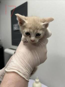 Kevin -  Domestic Short Hair Cat for Adoption in West Chester, Pennsylvania - Kevin | PetCurious