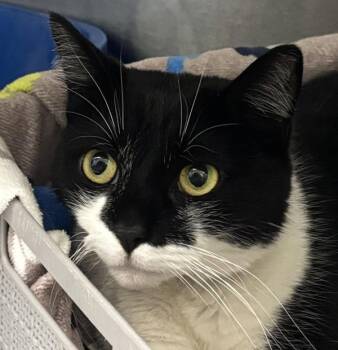 Paige -  Domestic Short Hair Cat for Adoption in Golden, Colorado - Paige | PetCurious
