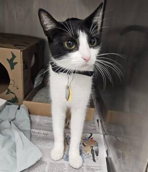 AMY -  Domestic Short Hair Cat for Adoption in St. Louis, Missouri - AMY | PetCurious