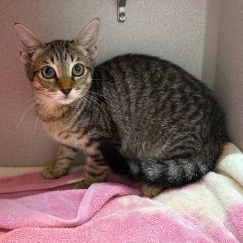 Reddit Karma -  Domestic Short Hair Cat for Adoption in Pittsburgh, Pennsylvania - Reddit Karma | PetCurious