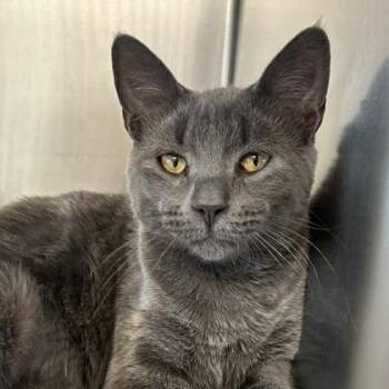 Domestic Short Hair Cats Available for Adoption in Dekalb, Illinois - Leo | PetCurious