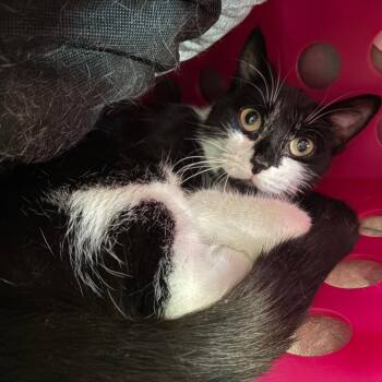 Zendaya -  Domestic Short Hair Cat for Adoption in Brockton, Massachusetts - Zendaya | PetCurious