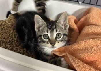 Domestic Short Hair Cats Available for Adoption in Newborn, Georgia - Opal  | PetCurious