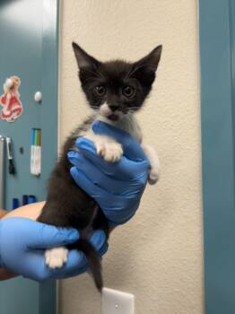 Domestic Short Hair Cats Available for Adoption in Las Vegas, Nevada - STARBUCKS | PetCurious