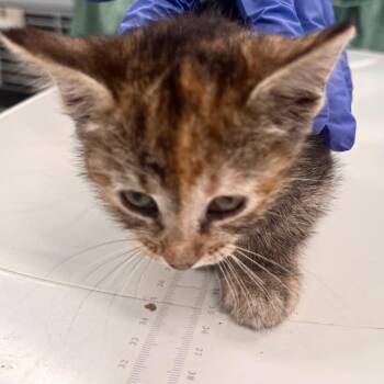 Domestic Short Hair Cats Available for Adoption in Wheeling, Illinois - Sloane Jr. | PetCurious