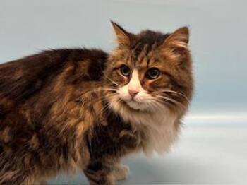 Ellie -  Domestic Long Hair and Domestic Short Hair Cat for Adoption in Golden Valley, Minnesota - Ellie | PetCurious