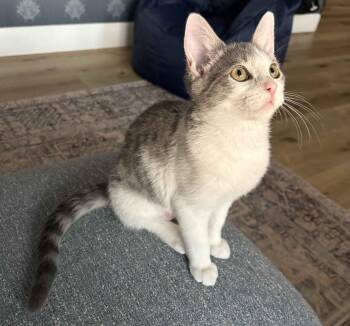 Eilish -  Domestic Short Hair Cat for Adoption in Seal Beach, California - Eilish | PetCurious
