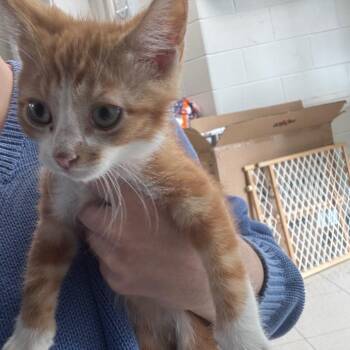 Huston -  Domestic Short Hair Cat for Adoption in Indianapolis, Indiana - Huston | PetCurious