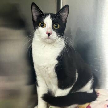 Domestic Short Hair Cats Available for Adoption in Brookfield, Missouri - Muffins | PetCurious