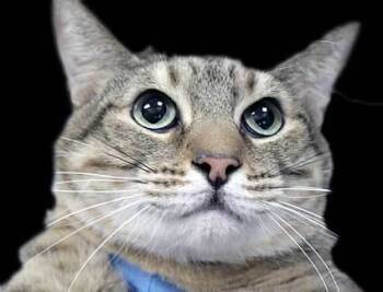 Rescue Domestic Short Hair Cats for Adoption in Wildomar, California - Lizzy (coco) | PetCurious