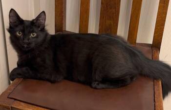 Sir Floofington -  Domestic Long Hair Cat for Adoption in Magnolia, Texas - Sir Floofington | PetCurious
