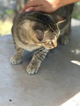 Rescue Domestic Short Hair Cats for Adoption in Middleburg, Florida - Screech | PetCurious
